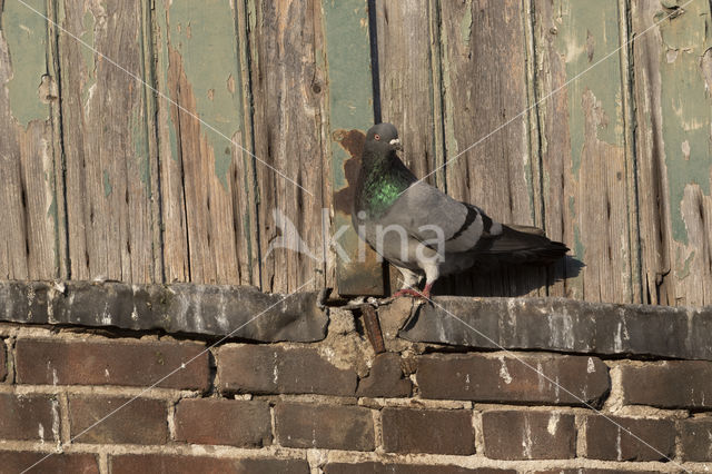 Feral Pigeon (Columba livia domestica)