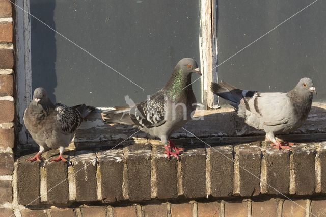 Stadsduif (Columba livia domestica)