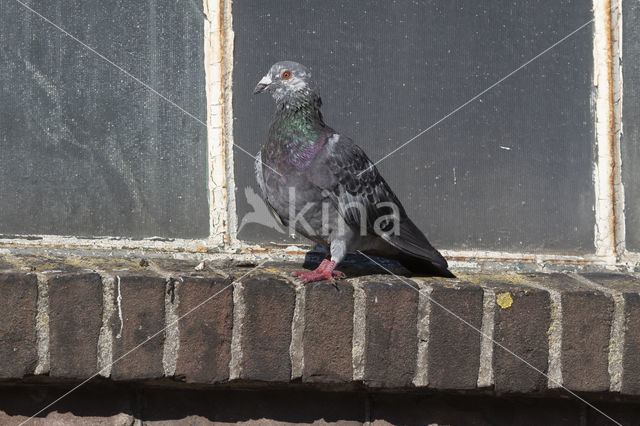 Stadsduif (Columba livia domestica)