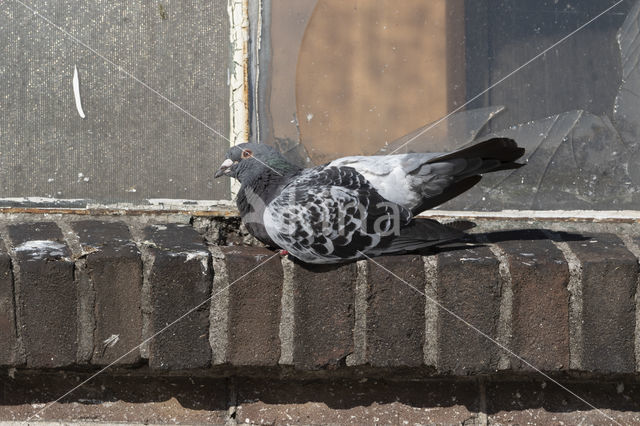 Stadsduif (Columba livia domestica)