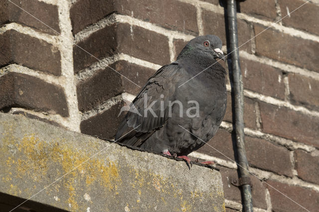 Feral Pigeon (Columba livia domestica)