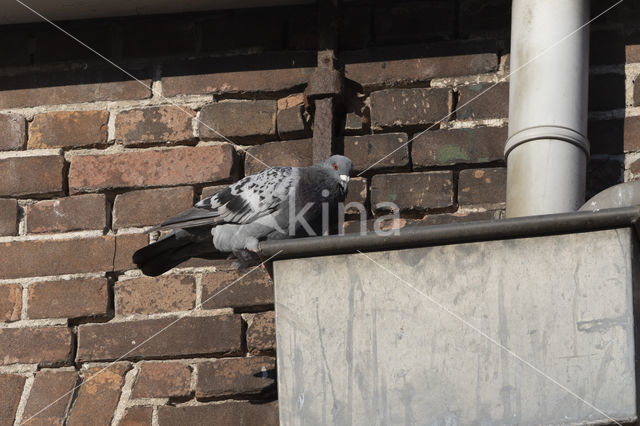 Feral Pigeon (Columba livia domestica)