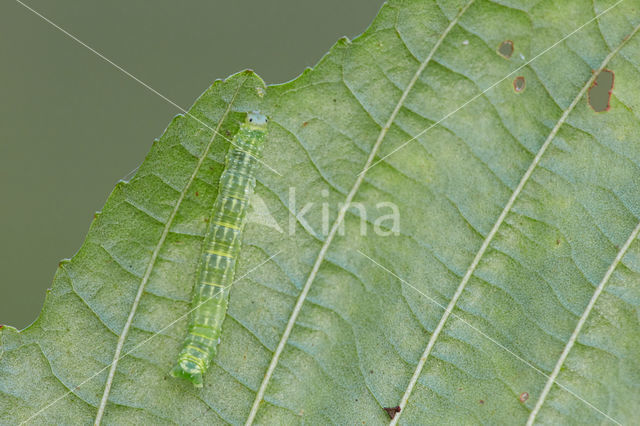 Leverkleurige spanner (Euchoeca nebulata)