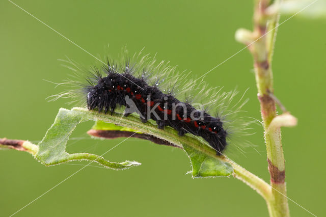 Light Knot Grass (Acronicta menyanthidis)