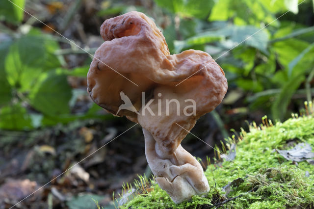 Bisschopsmuts (Gyromitra infula)