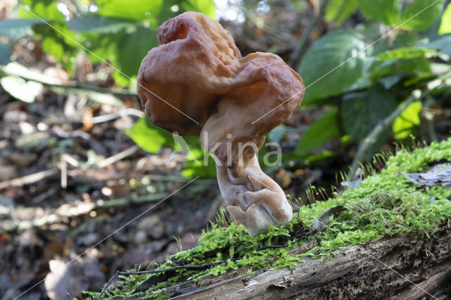 Bisschopsmuts (Gyromitra infula)