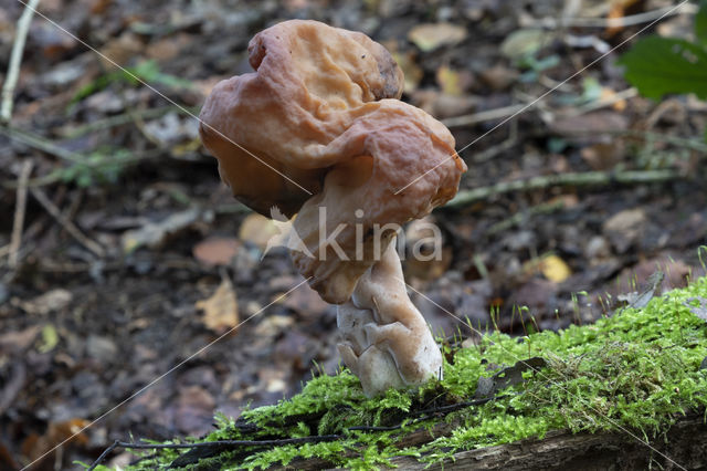 Bisschopsmuts (Gyromitra infula)