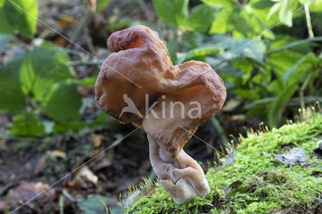 Gyromitra infula