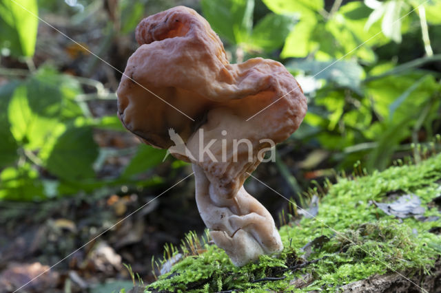 Gyromitra infula