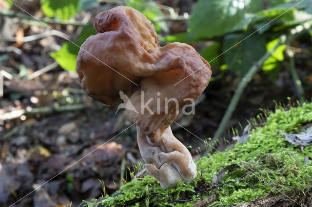 Gyromitra infula