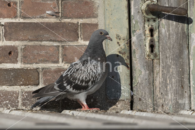 Feral Pigeon (Columba livia domestica)