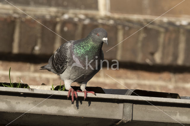 Stadsduif (Columba livia domestica)