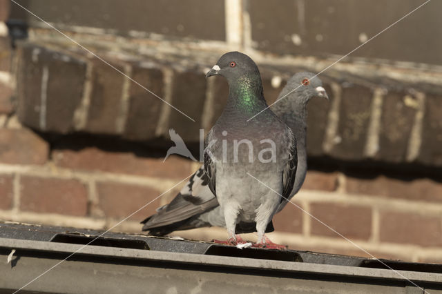 Feral Pigeon (Columba livia domestica)