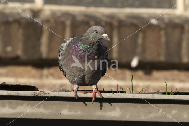 Feral Pigeon (Columba livia domestica)