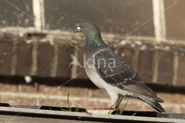 Stadsduif (Columba livia domestica)