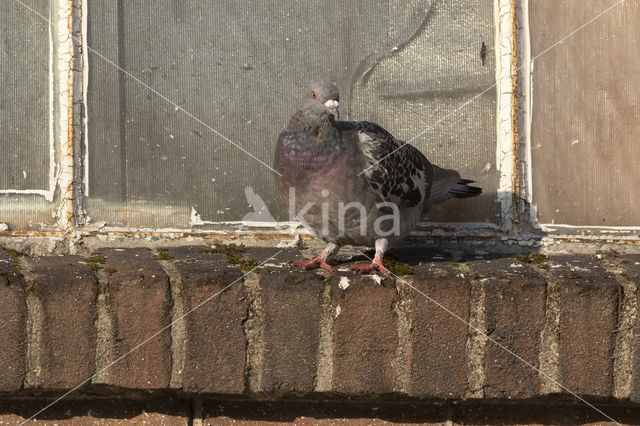 Feral Pigeon (Columba livia domestica)