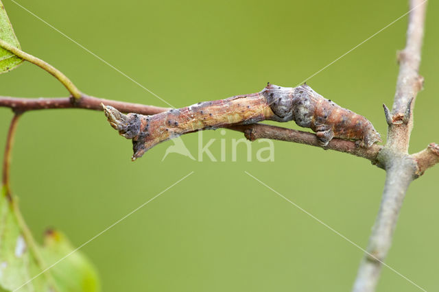 Herculesje (Selenia dentaria)