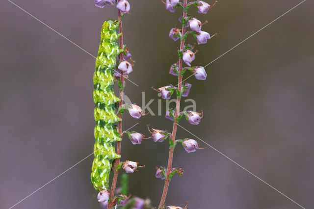 Roodbont heide-uiltje (Anarta myrtilli)