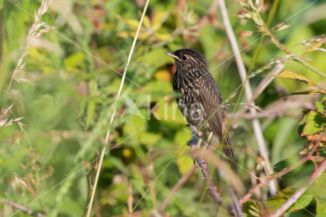 Blauwborst (Luscinia svecica)