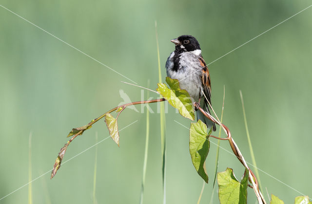 Reed Bunting (Emberiza schoeniclus)