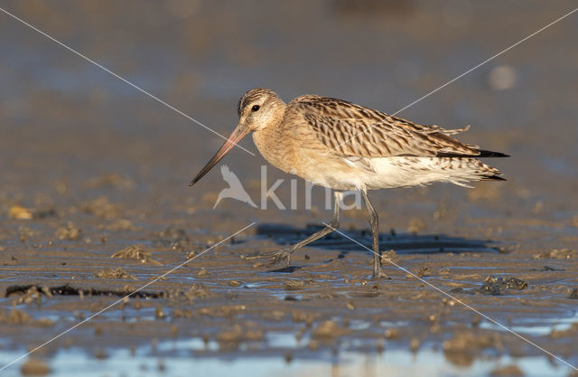 Bar-tailed Godwit (Limosa lapponica)