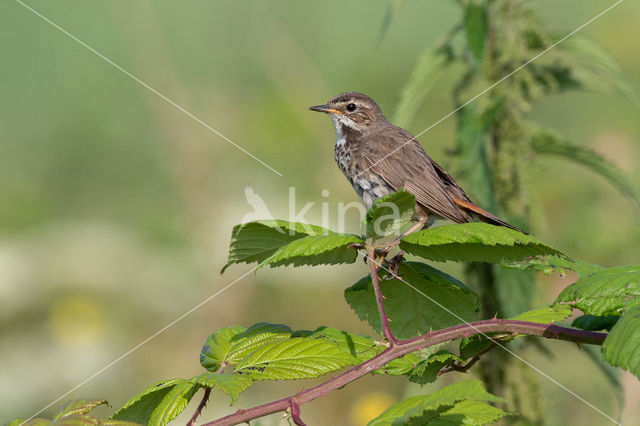 Blauwborst (Luscinia svecica)