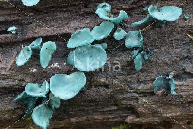 Chlorociboria aeruginascens