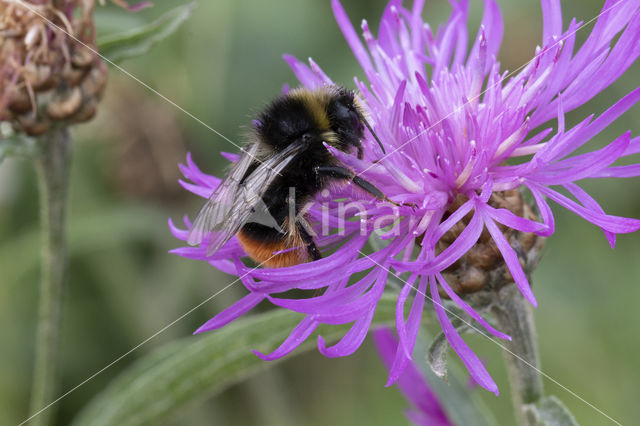 Red-tailed bumblebee (Bombus lapidarius)