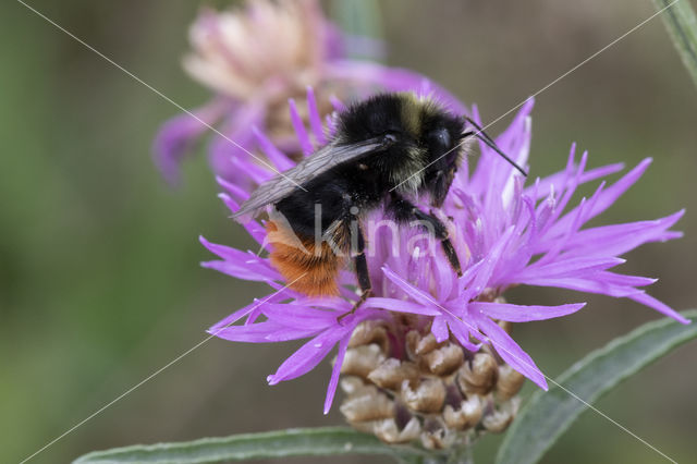 Steenhommel (Bombus lapidarius)