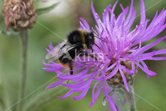 Steenhommel (Bombus lapidarius)