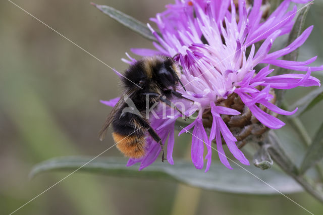 Red-tailed bumblebee (Bombus lapidarius)