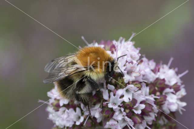 Common Carder Bee (Bombus agrorum)