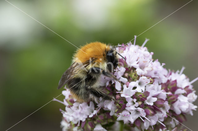 Common Carder Bee (Bombus agrorum)