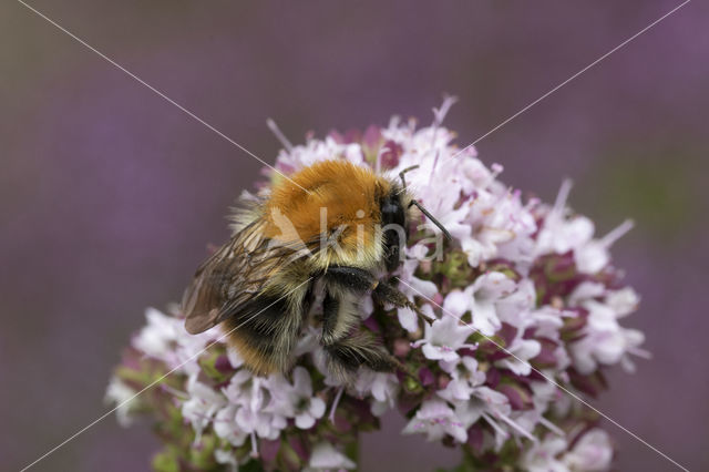 Common Carder Bee (Bombus agrorum)