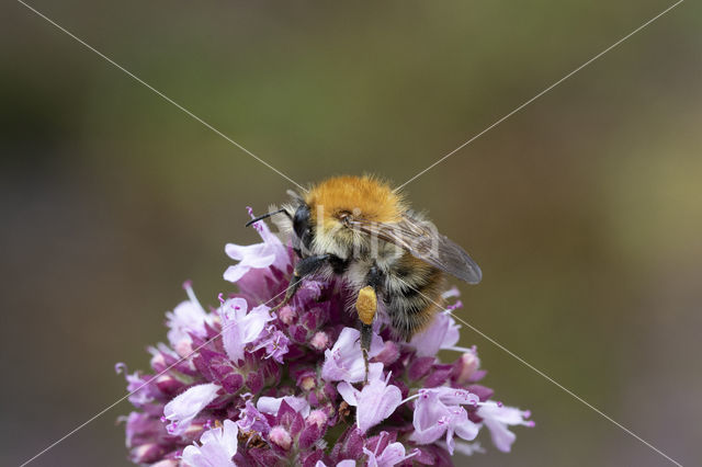 Common Carder Bee (Bombus agrorum)