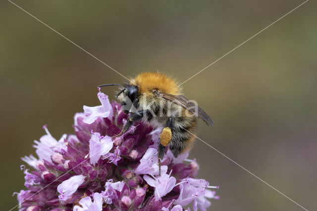 Common Carder Bee (Bombus agrorum)