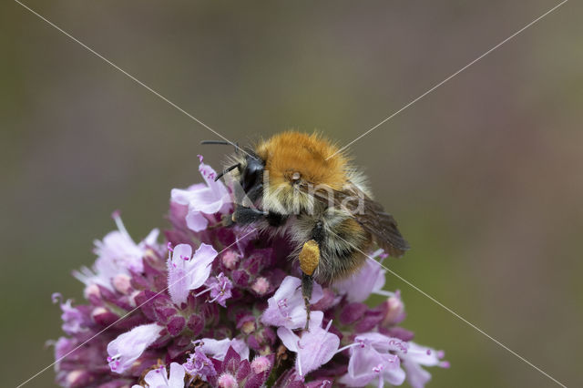 Common Carder Bee (Bombus agrorum)