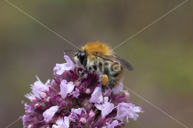 Common Carder Bee (Bombus agrorum)