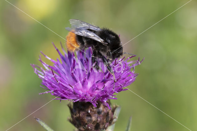 Steenhommel (Bombus lapidarius)