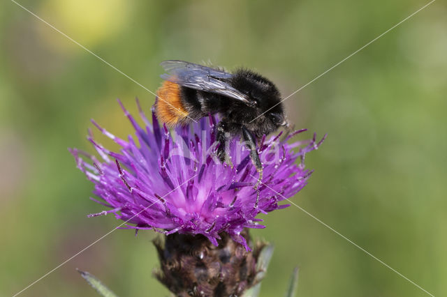 Red-tailed bumblebee (Bombus lapidarius)