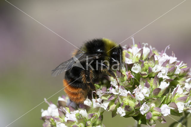 Red-tailed bumblebee (Bombus lapidarius)