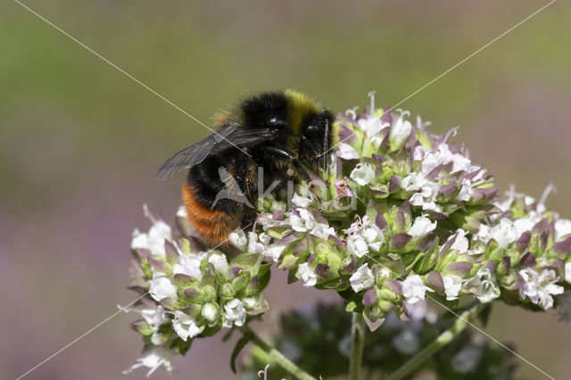 Steenhommel (Bombus lapidarius)