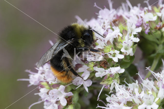 Steenhommel (Bombus lapidarius)