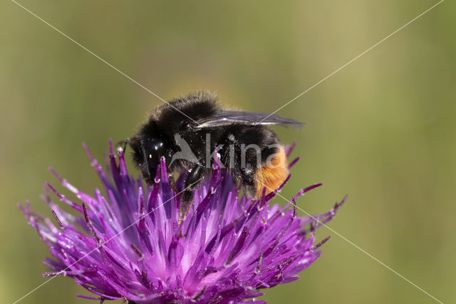 Red-tailed bumblebee (Bombus lapidarius)