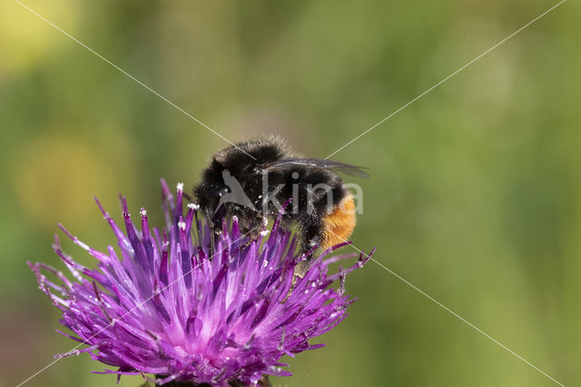 Steenhommel (Bombus lapidarius)