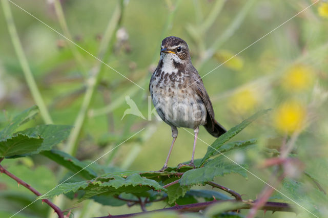 Blauwborst (Luscinia svecica)