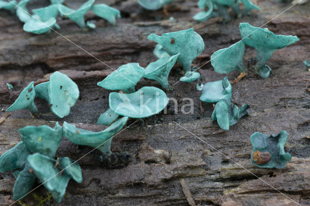 Gewone kopergroenbekerzwam (Chlorociboria aeruginascens)