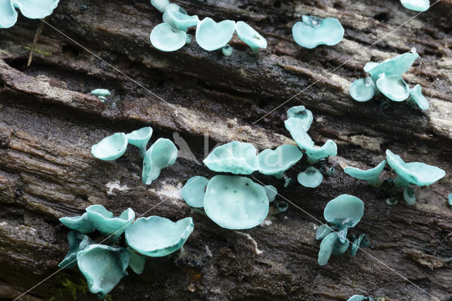 Gewone kopergroenbekerzwam (Chlorociboria aeruginascens)