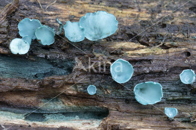 Chlorociboria aeruginascens