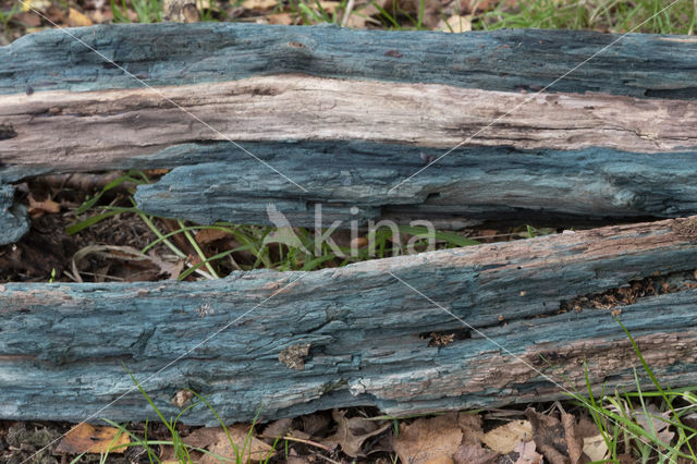 Gewone kopergroenbekerzwam (Chlorociboria aeruginascens)